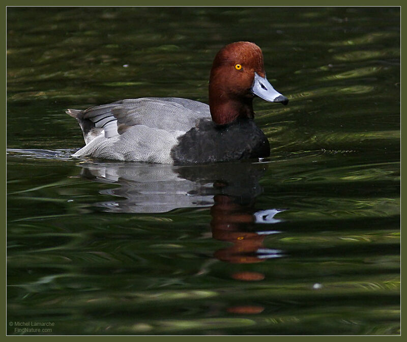 Redhead male