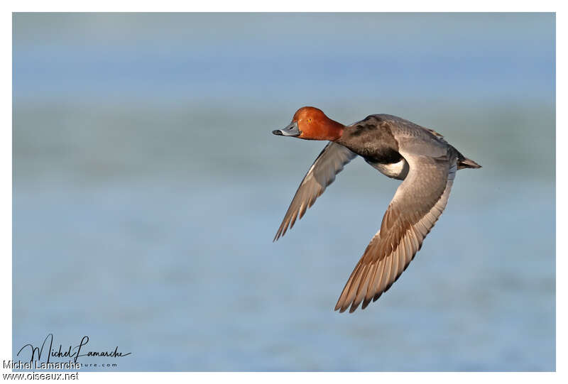 Redhead male adult breeding, Flight