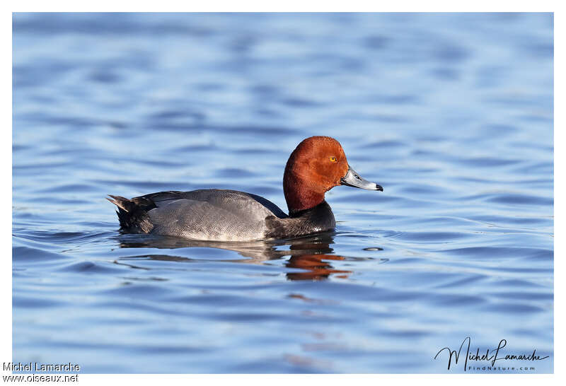 Redhead male adult breeding, identification