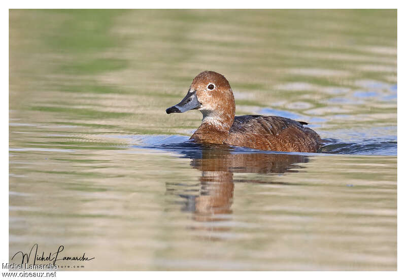 Redhead female adult, identification