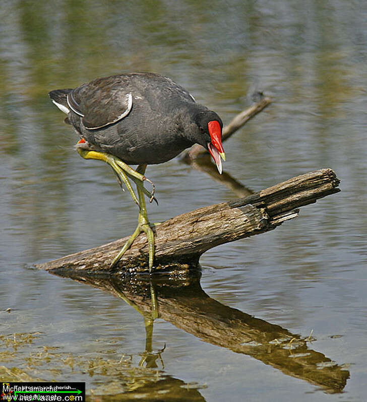 Gallinule d'Amériqueadulte, pigmentation