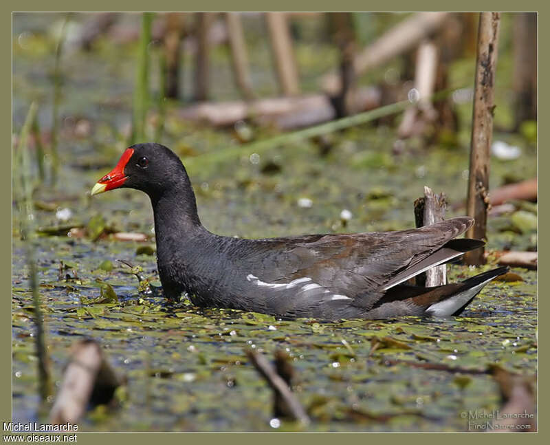 Gallinule d'Amériqueadulte, habitat, pigmentation