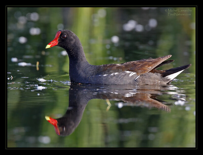 Gallinule d'Amérique