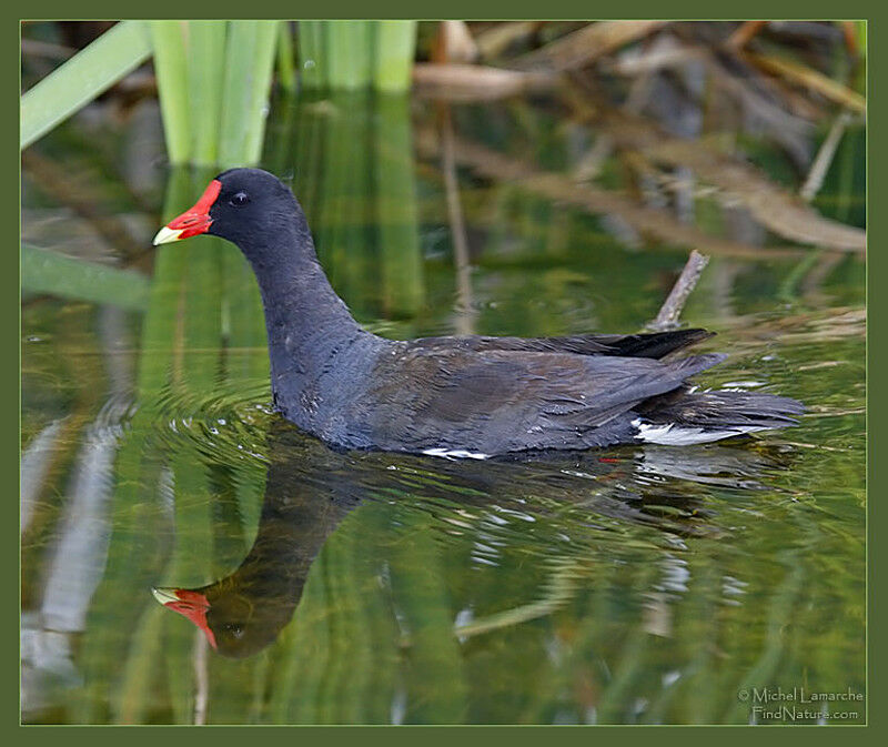 Gallinule poule-d'eauadulte