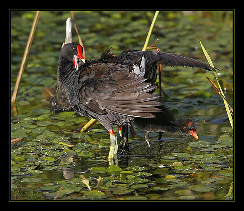 Gallinule poule-d'eau