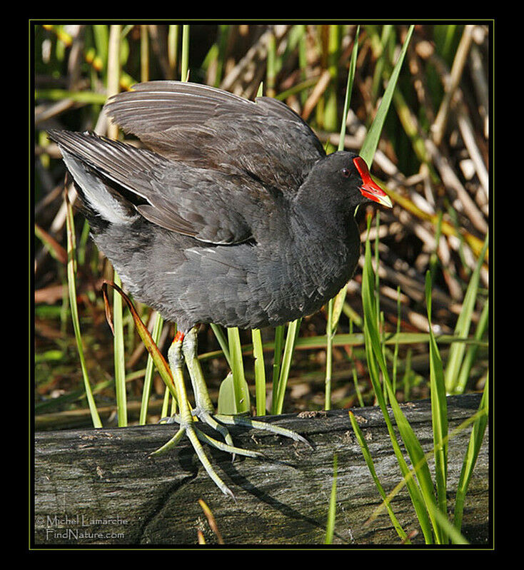 Gallinule poule-d'eauadulte