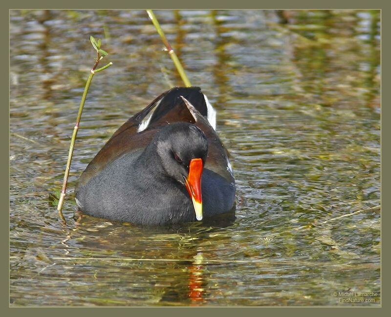 Gallinule poule-d'eau