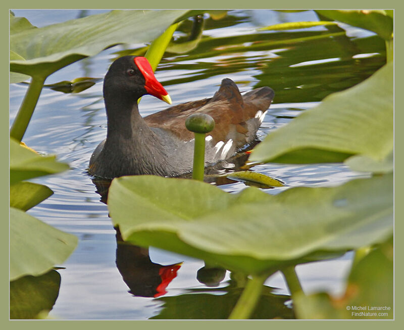 Gallinule poule-d'eau