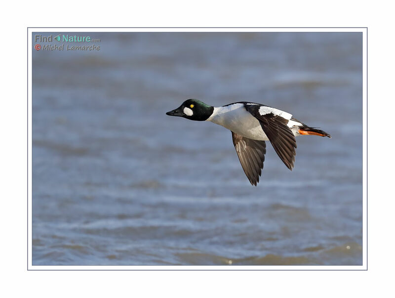 Common Goldeneye male adult, Flight