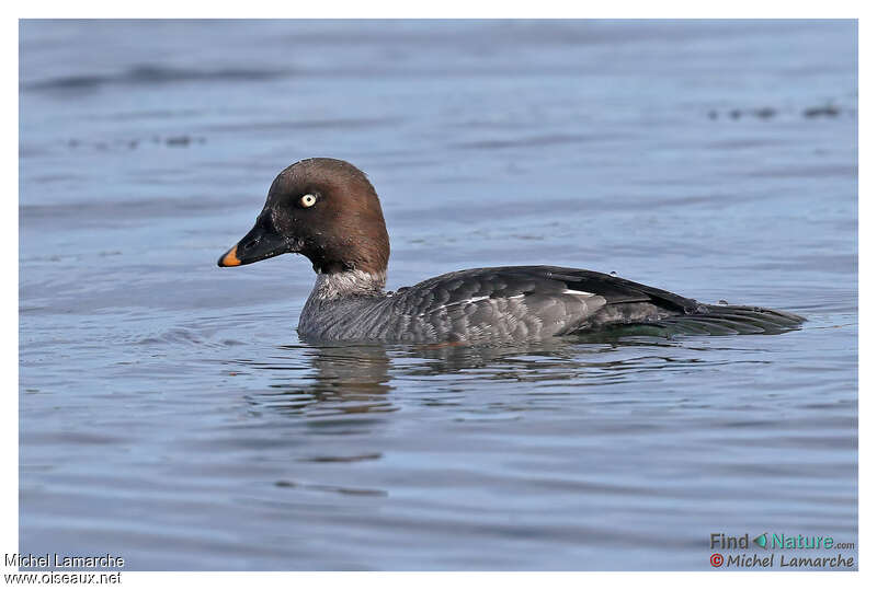 Common Goldeneye female adult, identification