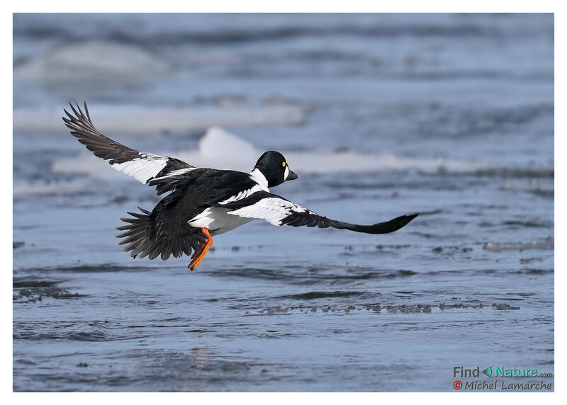 Common Goldeneye male adult, Flight