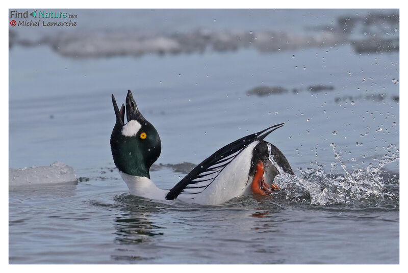 Common Goldeneye male adult breeding