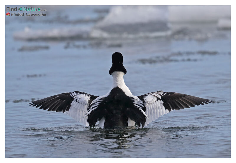 Common Goldeneye male adult breeding