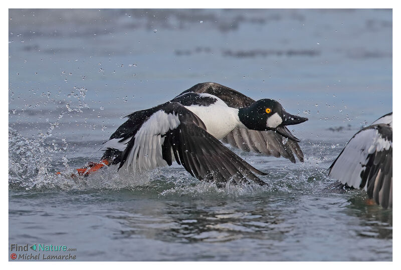 Common Goldeneye male adult breeding