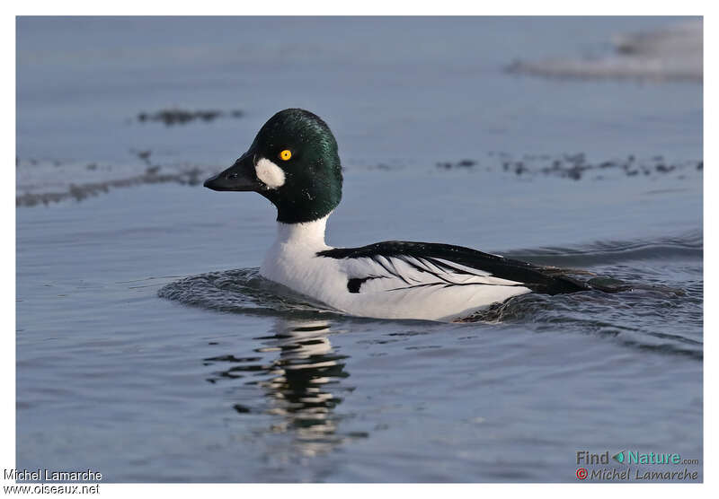 Common Goldeneye male adult breeding