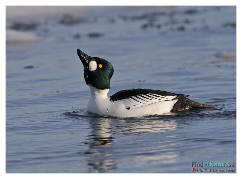 Common Goldeneye male adult breeding