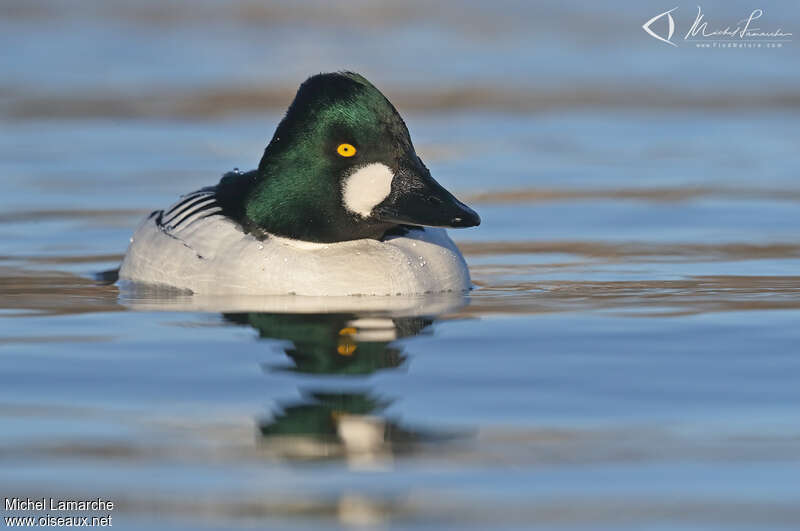 Common Goldeneye male adult breeding, close-up portrait