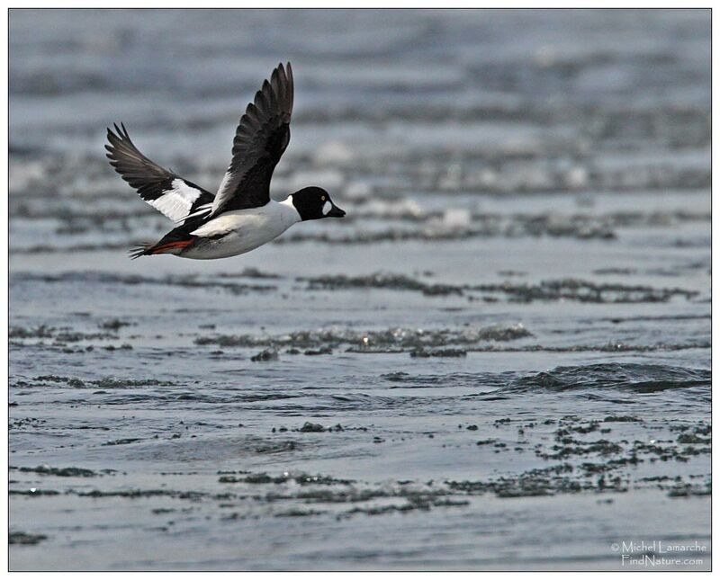 Common Goldeneye male adult