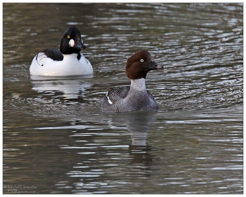 Common Goldeneye adult