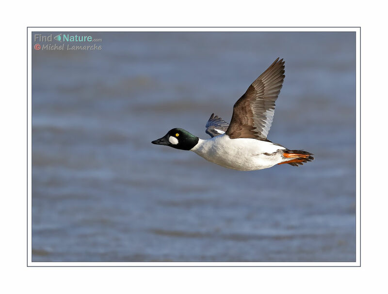 Common Goldeneye male adult, Flight