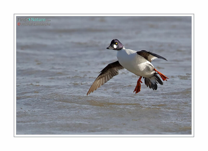 Common Goldeneye male adult, Flight