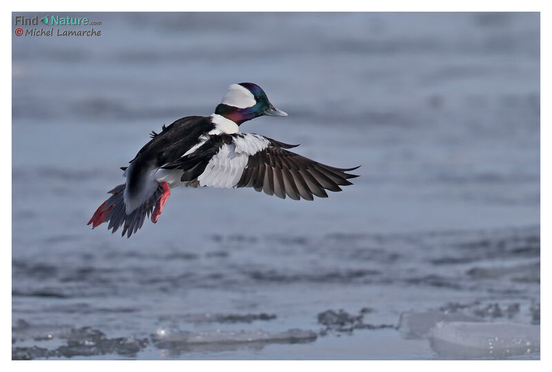 Bufflehead male adult