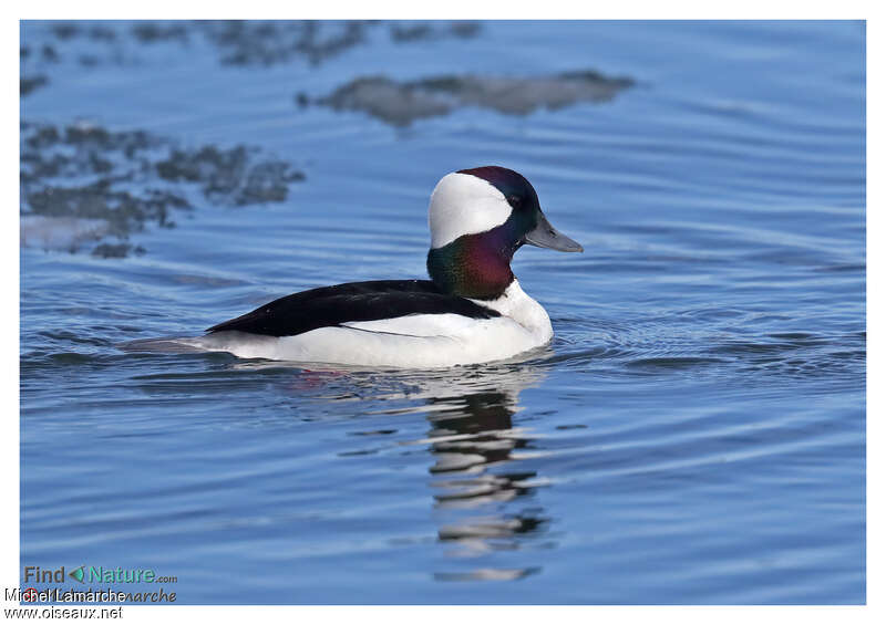 Bufflehead male adult, identification