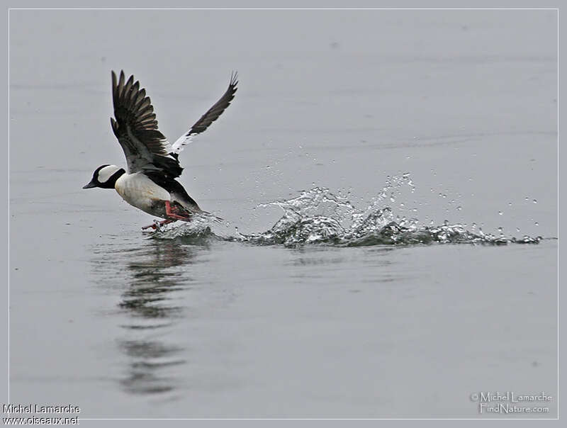 Bufflehead male adult breeding, Flight, Behaviour