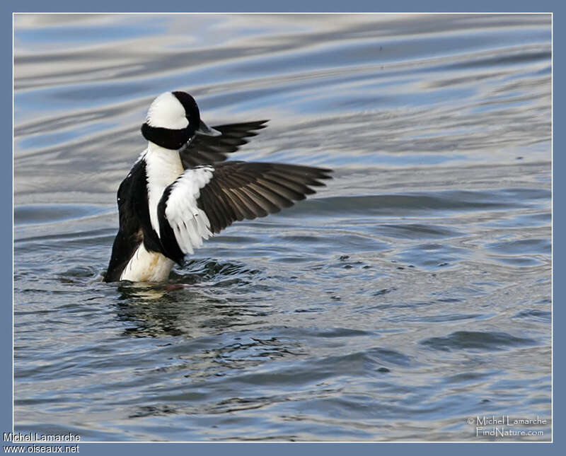 Bufflehead male adult breeding, pigmentation