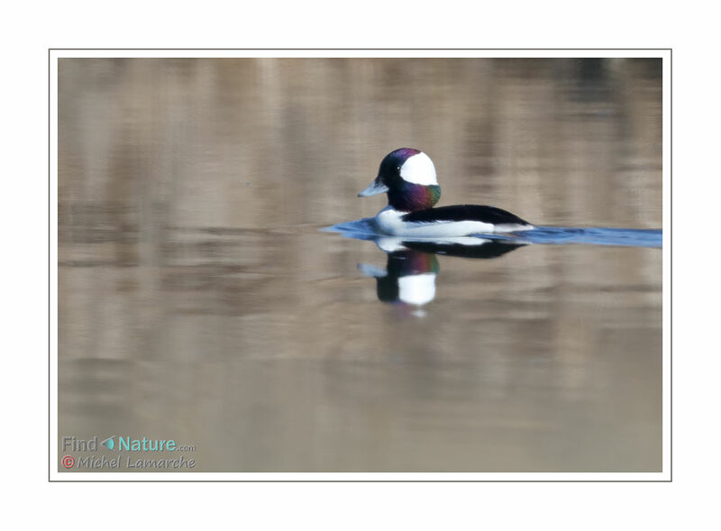 Bufflehead male adult