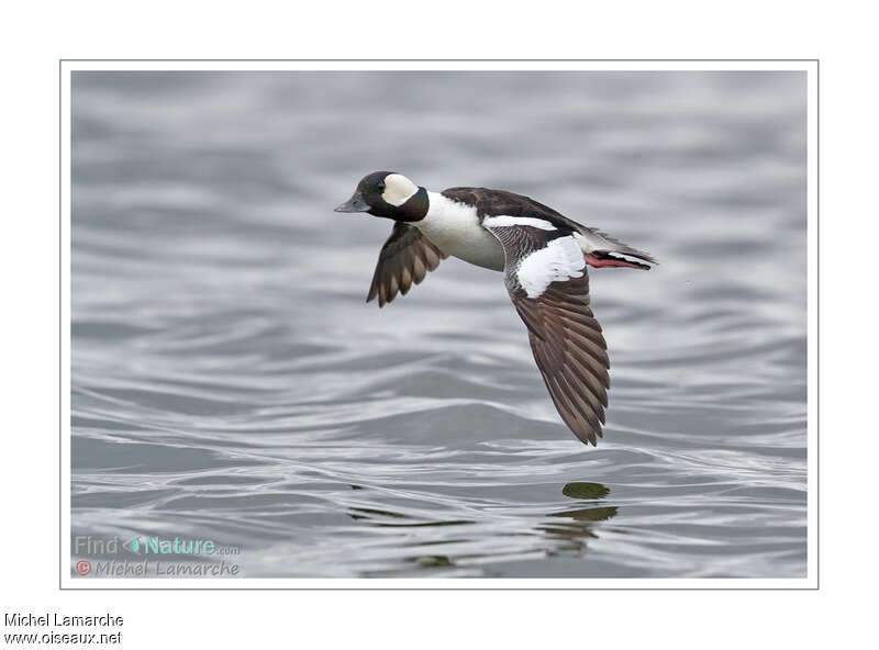 Bufflehead male adult breeding, Flight