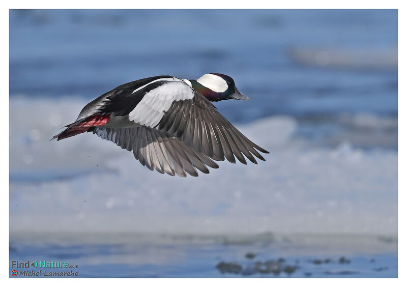 Bufflehead male, Flight