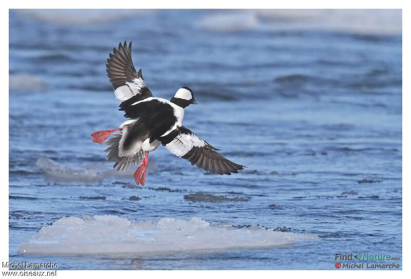 Bufflehead male adult breeding, pigmentation, Flight