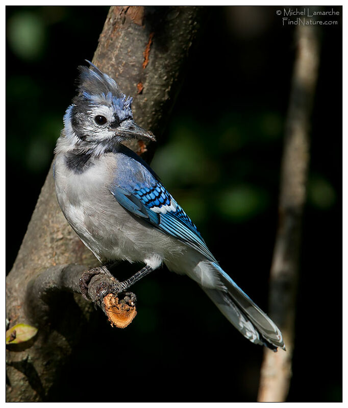 Blue Jayimmature