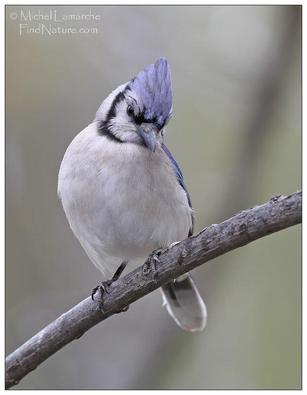 Blue Jay