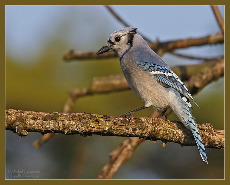 Blue Jay