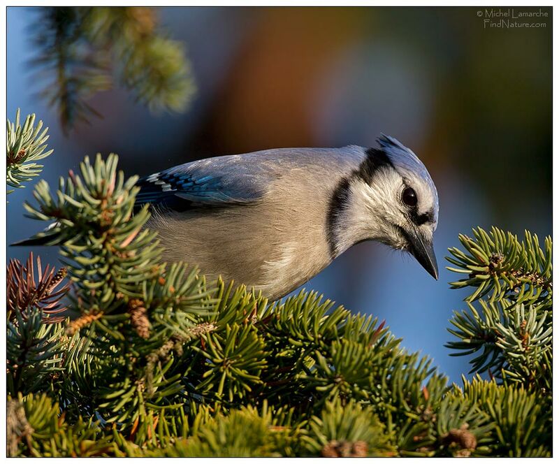 Blue Jay