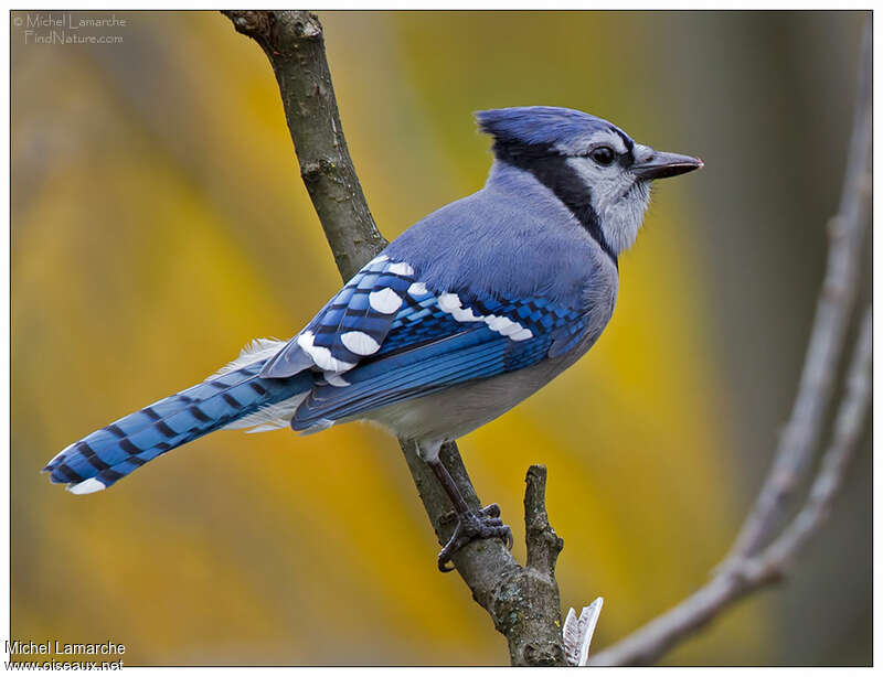 Geai bleuadulte, identification