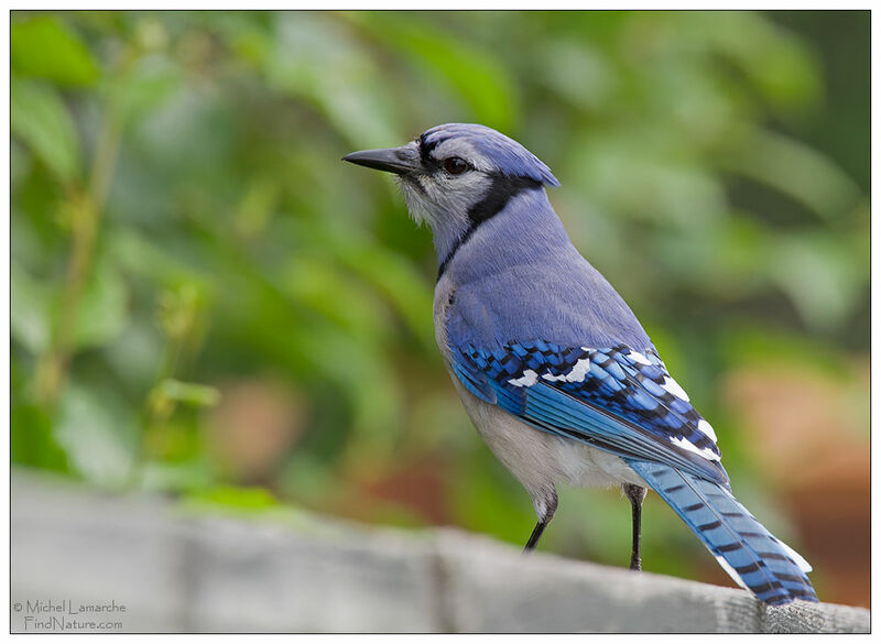 Blue Jay