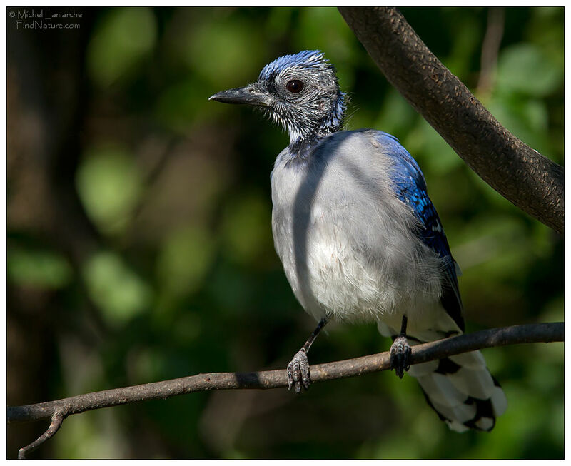 Blue Jayimmature