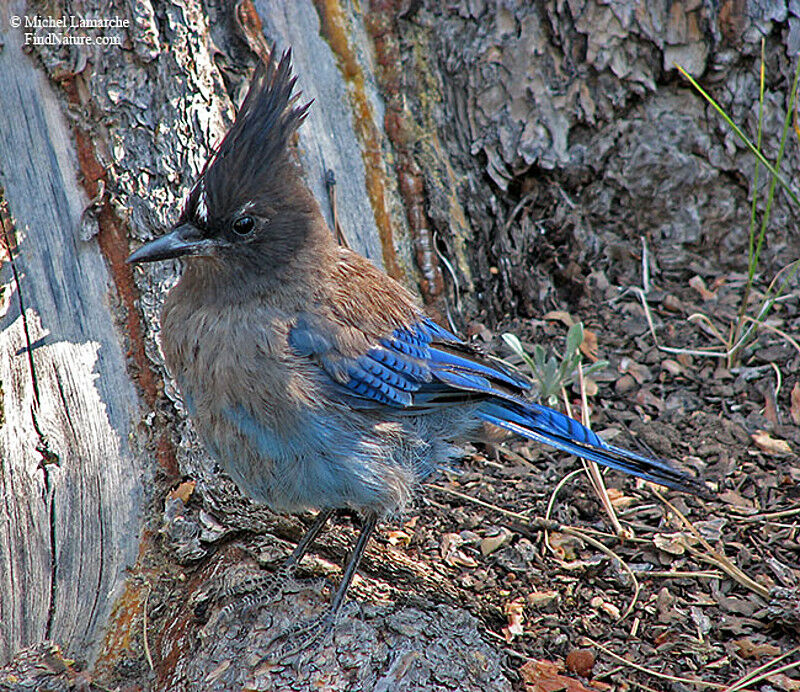 Steller's Jay