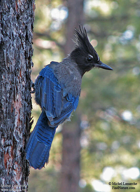 Steller's Jayadult, habitat, pigmentation, Behaviour