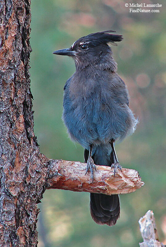 Steller's Jayadult