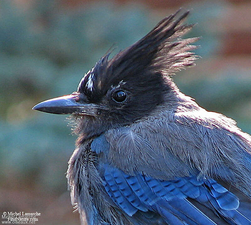 Steller's Jayadult, close-up portrait