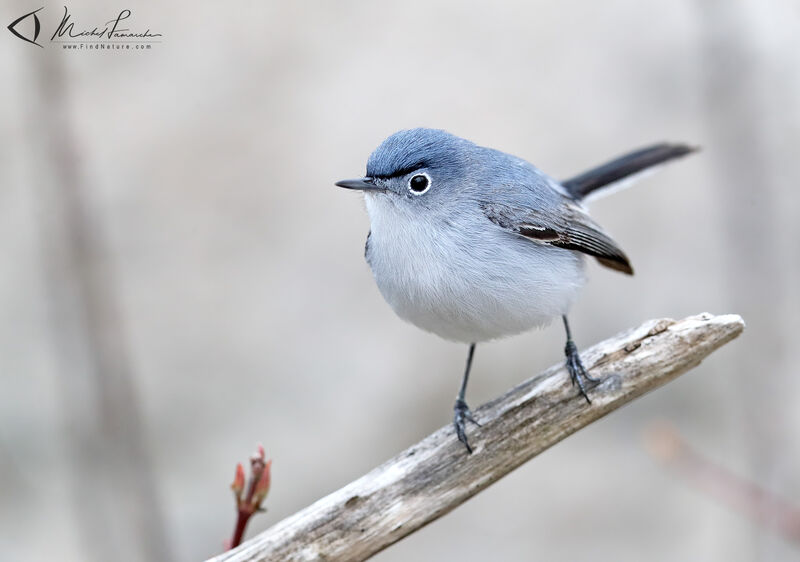 Blue-grey Gnatcatcher male adult