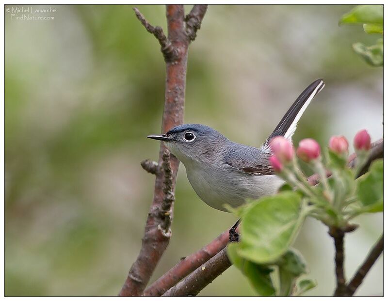 Gobemoucheron gris-bleu