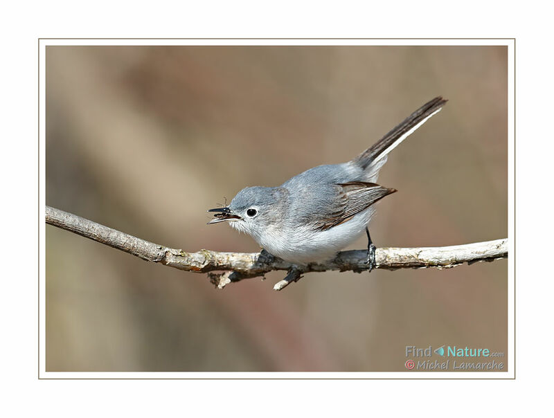 Gobemoucheron gris-bleu, mange