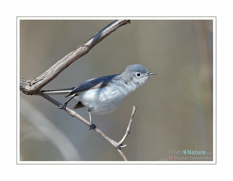 Gobemoucheron gris-bleu