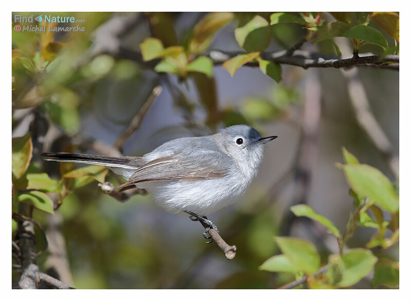 Blue-grey Gnatcatcher