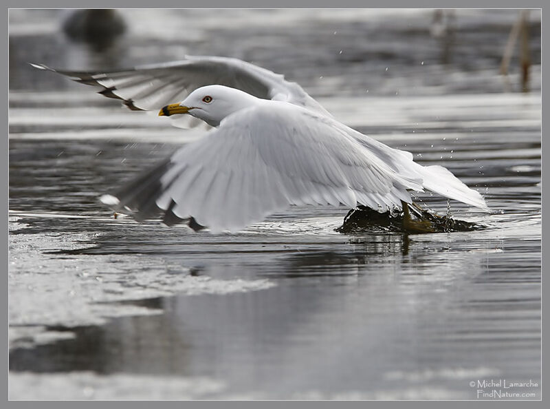 Ring-billed Gull